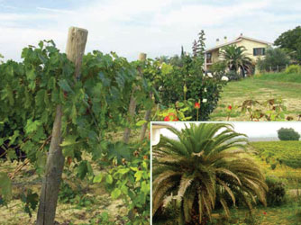 Agriturismo Poggio Sacchetto
